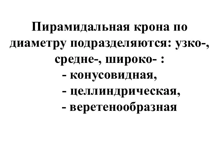 Пирамидальная крона по диаметру подразделяются: узко-, средне-, широко- : - конусовидная, - целлиндрическая, - веретенообразная