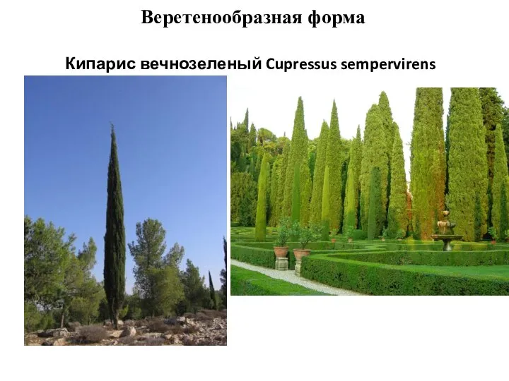 Веретенообразная форма Кипарис вечнозеленый Cupressus sempervirens