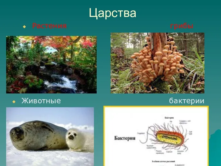 Царства Растения грибы Животные бактерии