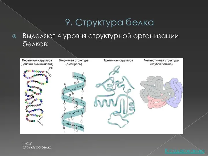 9. Структура белка Выделяют 4 уровня структурной организации белков: К содержанию Рис.9 Структура белка