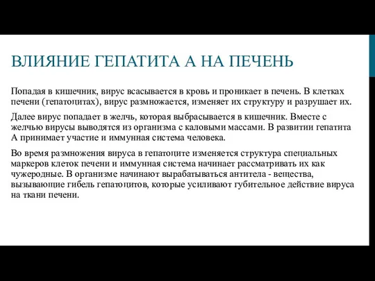 ВЛИЯНИЕ ГЕПАТИТА А НА ПЕЧЕНЬ Попадая в кишечник, вирус всасывается в