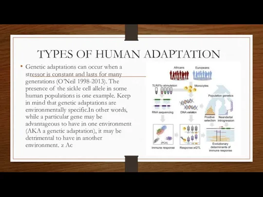 TYPES OF HUMAN ADAPTATION Genetic adaptations can occur when a stressor