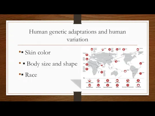 Human genetic adaptations and human variation ▪ Skin color ▪ Body size and shape ▪ Race