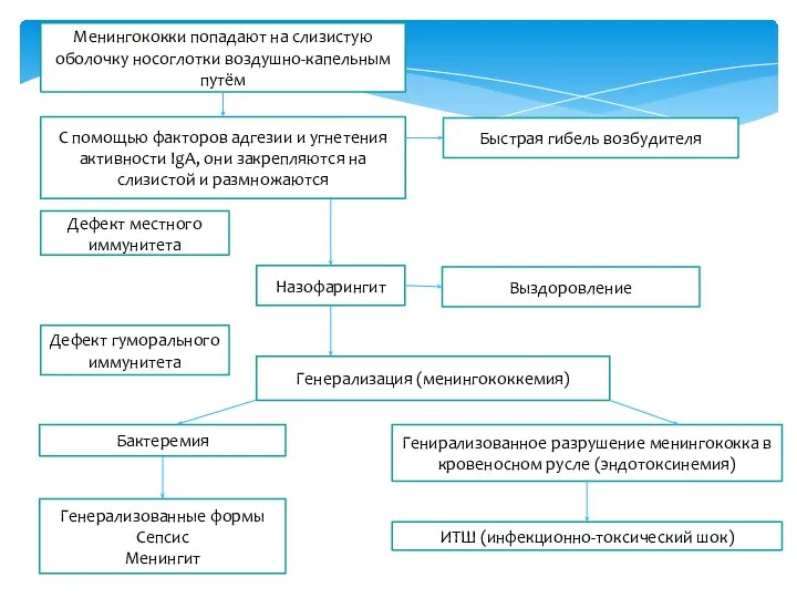 Менингококки попадают на слизистую оболочку носоглотки воздушно-капельным путём С помощью факторов