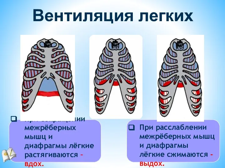 При сокращении межрёберных мышц и диафрагмы лёгкие растягиваются – вдох. Вентиляция