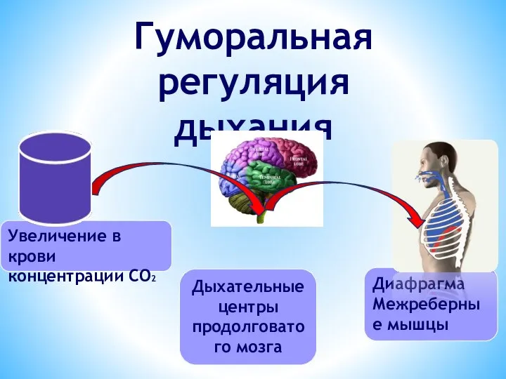 Гуморальная регуляция дыхания Увеличение в крови концентрации СО2 Дыхательные центры продолговатого мозга Диафрагма Межреберные мышцы