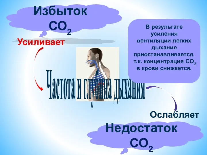 Усиливает Ослабляет Избыток СО2 Недостаток СО2 Частота и глубина дыхания В