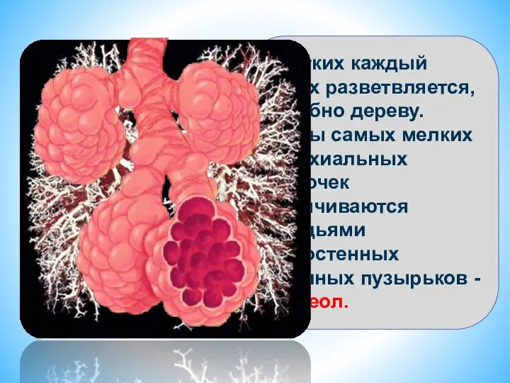 В легких каждый бронх разветвляется, подобно дереву. Концы самых мелких бронхиальных