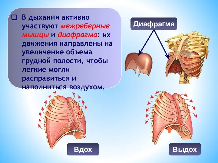 В дыхании активно участвуют межреберные мышцы и диафрагма: их движения направлены