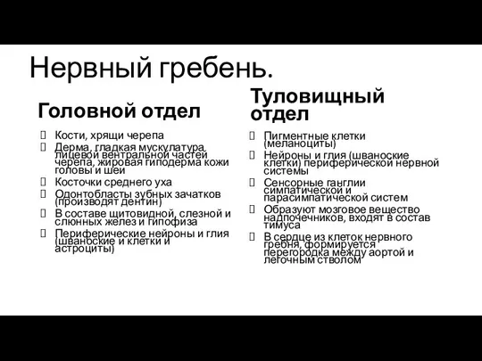 Нервный гребень. Головной отдел Кости, хрящи черепа Дерма, гладкая мускулатура лицевой