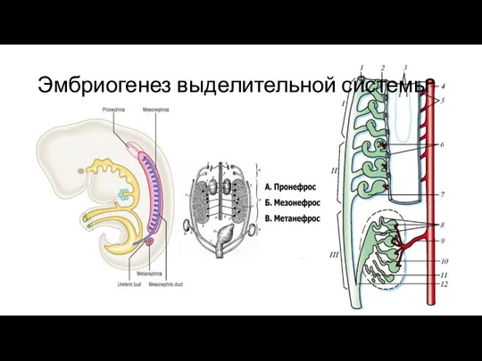 Эмбриогенез выделительной системы