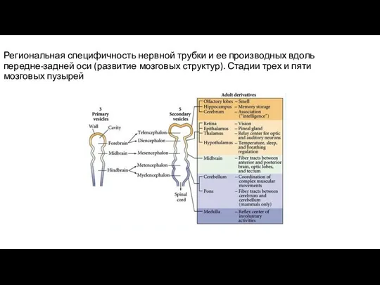 Региональная специфичность нервной трубки и ее производных вдоль передне-задней оси (развитие