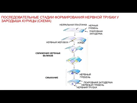 ПОСЛЕДОВАТЕЛЬНЫЕ СТАДИИ ФОРМИРОВАНИЯ НЕРВНОЙ ТРУБКИ У ЗАРОДЫША КУРИЦЫ (СХЕМА) НЕРВНЫЙ ГРЕБЕНЬ