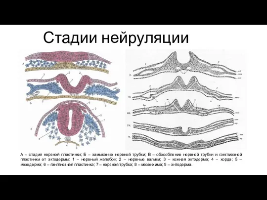Стадии нейруляции А – стадия нервной пластинки; Б – замыкание нервной