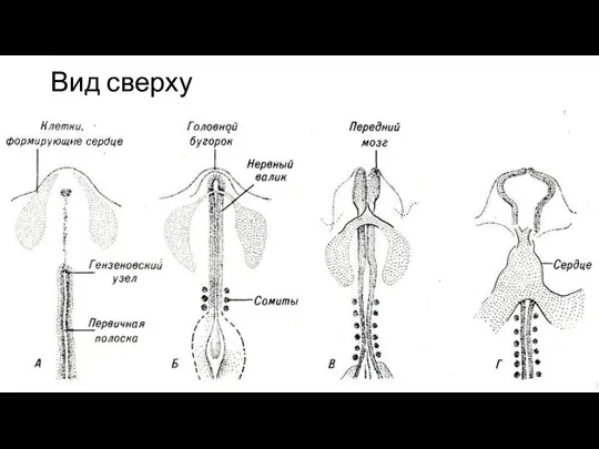 Вид сверху