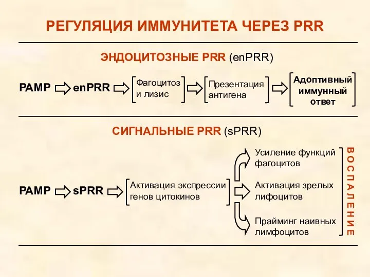 РЕГУЛЯЦИЯ ИММУНИТЕТА ЧЕРЕЗ PRR РАМР enPRR Фагоцитоз и лизис Презентация антигена