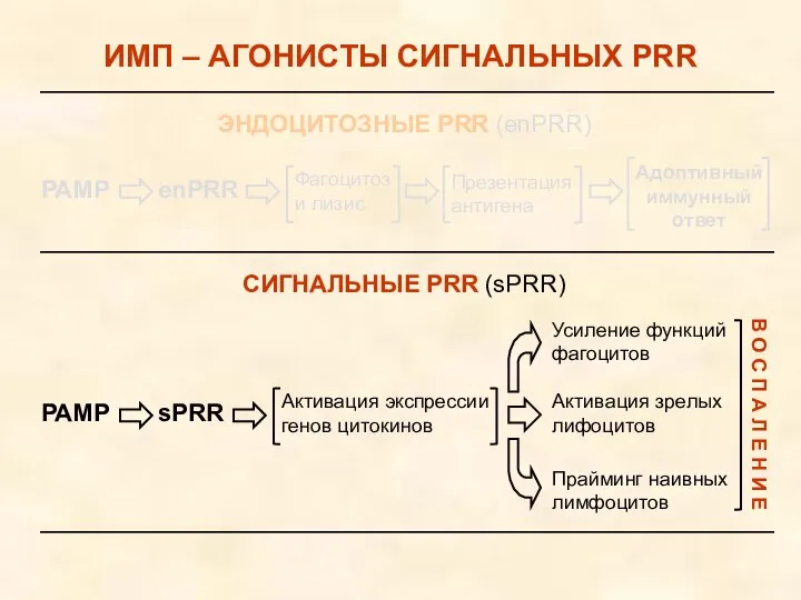 ИМП – АГОНИСТЫ СИГНАЛЬНЫХ PRR РАМР enPRR Фагоцитоз и лизис Презентация