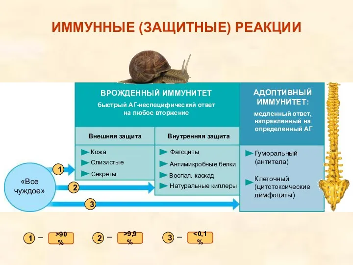 ВРОЖДЕННЫЙ ИММУНИТЕТ быстрый АГ-неспецифический ответ на любое вторжение АДОПТИВНЫЙ ИММУНИТЕТ: медленный