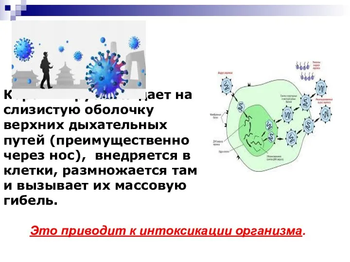 Коронавирус попадает на слизистую оболочку верхних дыхательных путей (преимущественно через нос),