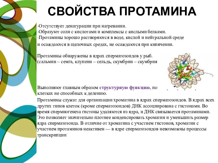 СВОЙСТВА ПРОТАМИНА -Отсутствует денатурации при нагревании. -Образуют соли с кислотами и