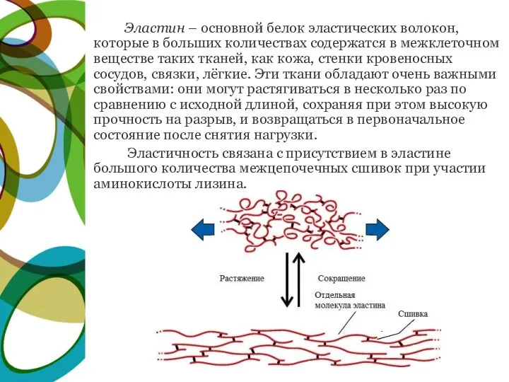 Эластин – основной белок эластических волокон, которые в больших количествах содержатся