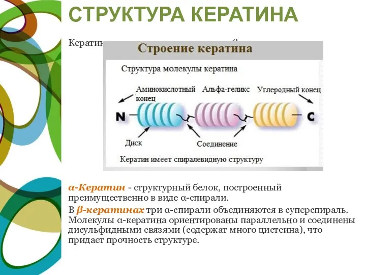 СТРУКТУРА КЕРАТИНА Кератины могут иметь α-структуру и β-структуру. α-Кератин - структурный