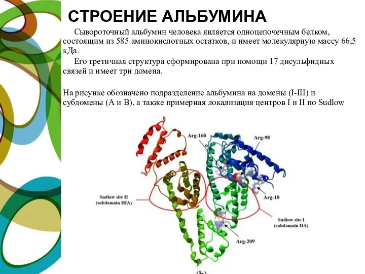 СТРОЕНИЕ АЛЬБУМИНА Сывороточный альбумин человека является одноцепочечным белком, состоящим из 585