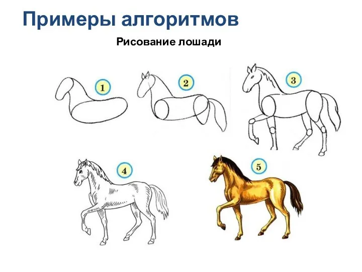 Примеры алгоритмов Рисование лошади