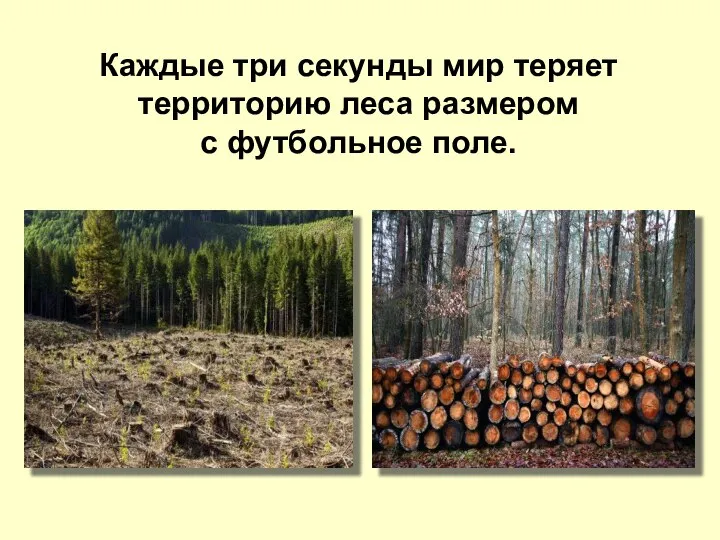 Каждые три секунды мир теряет территорию леса размером с футбольное поле.