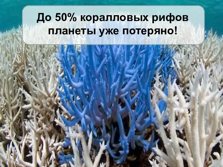 До 50% коралловых рифов планеты уже потеряно!