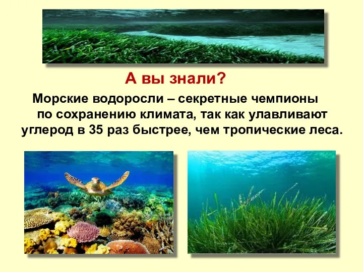 А вы знали? Морские водоросли – секретные чемпионы по сохранению климата,