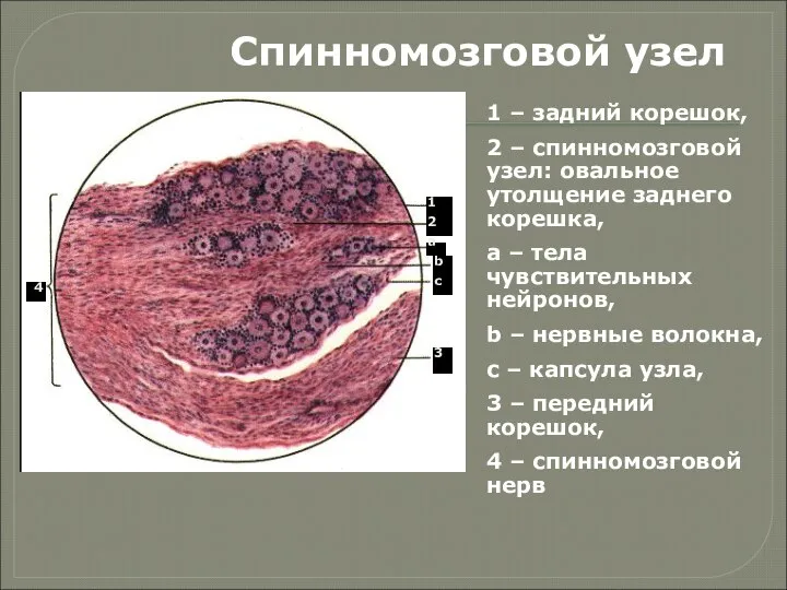 Спинномозговой узел 1 – задний корешок, 2 – спинномозговой узел: овальное