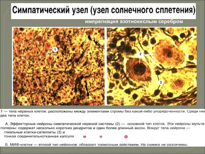 импрегнация азотнокислым серебром (мелкие, интенсивно флюоресцирующие).