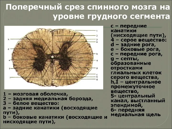 Поперечный срез спинного мозга на уровне грудного сегмента