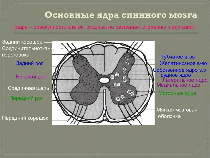 Основные ядра спинного мозга Задний корешок Соединительнотканная перегорока Задний рог Боковой