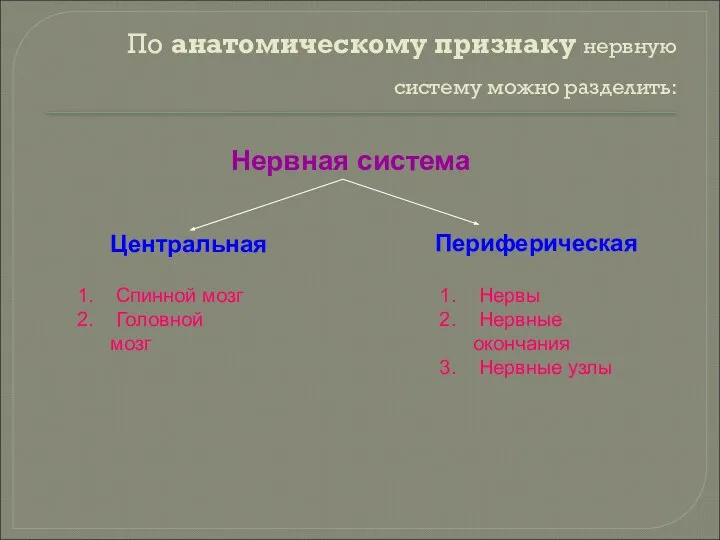 По анатомическому признаку нервную систему можно разделить: Нервная система Центральная Периферическая