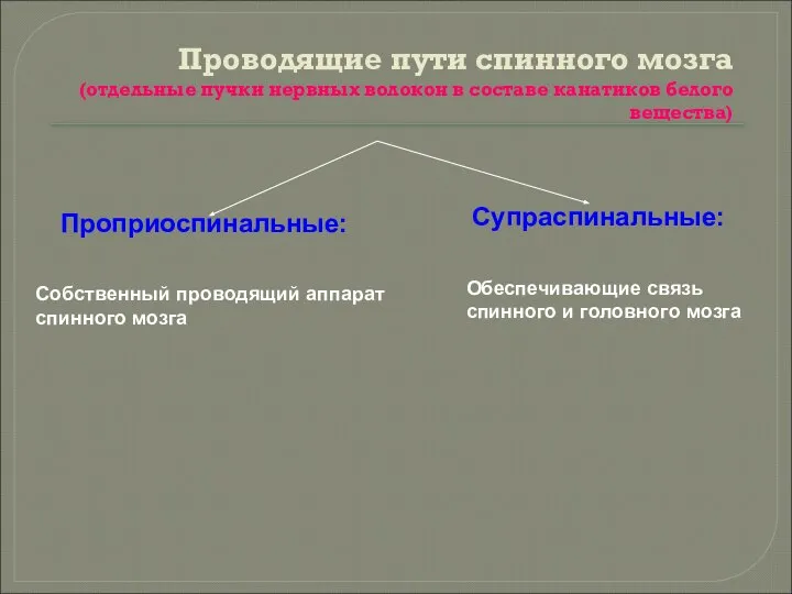 Проводящие пути спинного мозга (отдельные пучки нервных волокон в составе канатиков