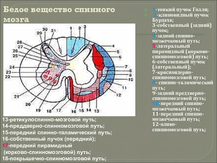 Белое вещество спинного мозга 1-тонкий пучок Голля; 2-клиновидный пучок Бурдаха; 3-собственный