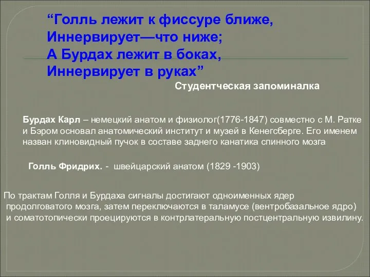 “Голль лежит к фиссуре ближе, Иннервирует—что ниже; А Бурдах лежит в