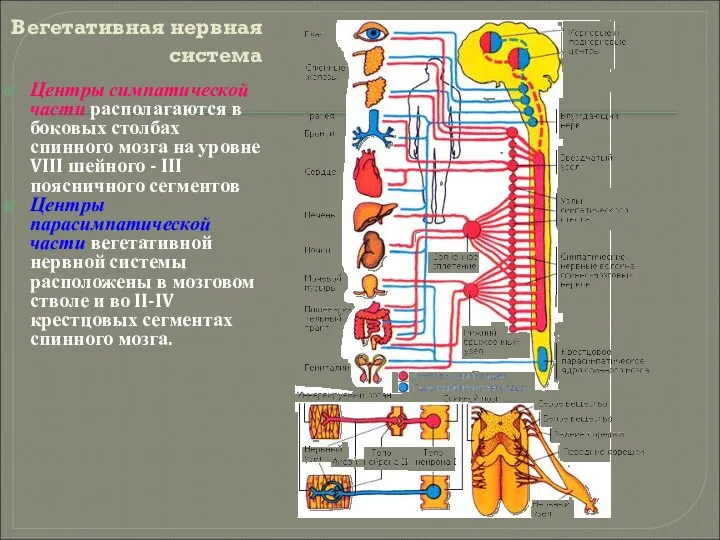 Вегетативная нервная система Центры симпатической части располагаются в боковых столбах спинного