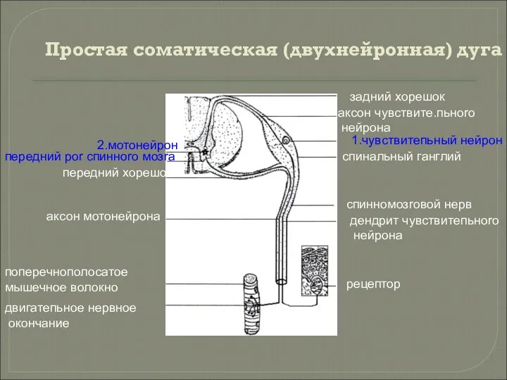 Простая соматическая (двухнейронная) дуга задний хорешок аксон чувствите.пьноrо нейрона 1.чувствитепьный нейрон