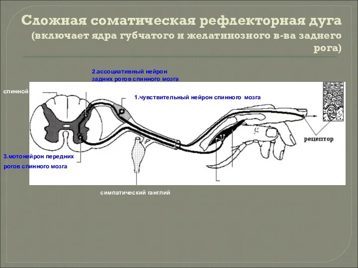 Сложная соматическая рефлекторная дуга (включает ядра губчатого и желатинозного в-ва заднего