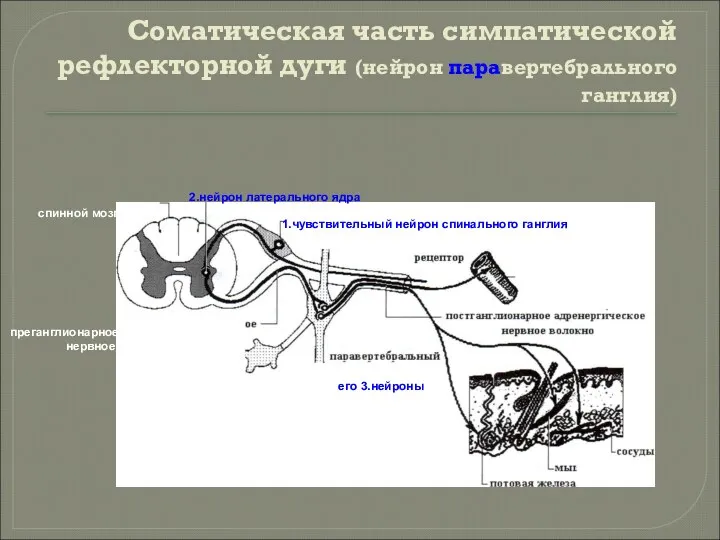 Соматическая часть симпатической рефлекторной дуги (нейрон паравертебрального ганглия) 1.чувствительный нейрон спинального