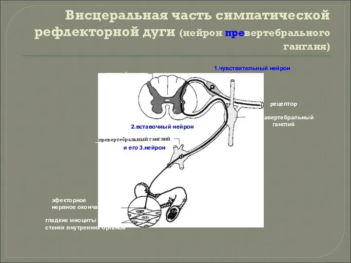 Висцеральная часть симпатической рефлекторной дуги (нейрон превертебрального ганглия) спинной мозг рецептор