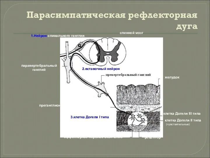 Парасимпатическая рефлекторная дуга 1.Нейрон спинального ганглия спинной мозг паравертебральный ганглий желудок