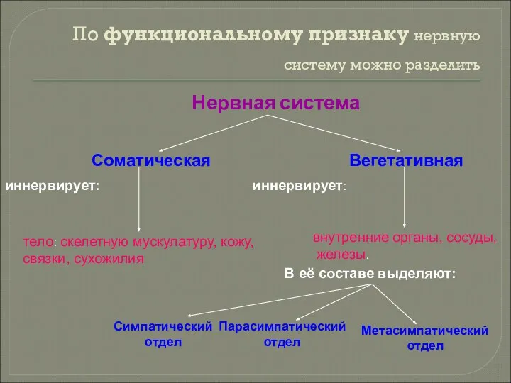 По функциональному признаку нервную систему можно разделить Соматическая Нервная система Вегетативная