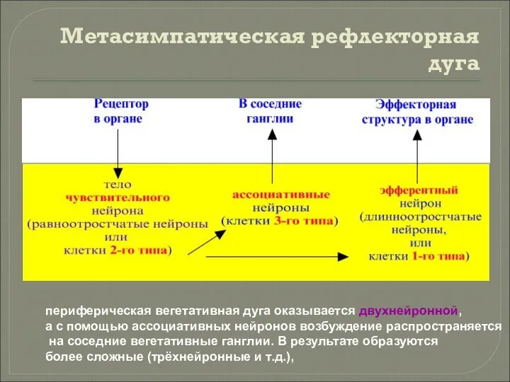 Метасимпатическая рефлекторная дуга периферическая вегетативная дуга оказывается двухнейронной, а с помощью