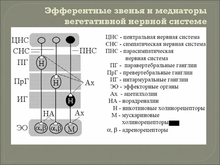 Эфферентные звенья и медиаторы вегетативной нервной системе