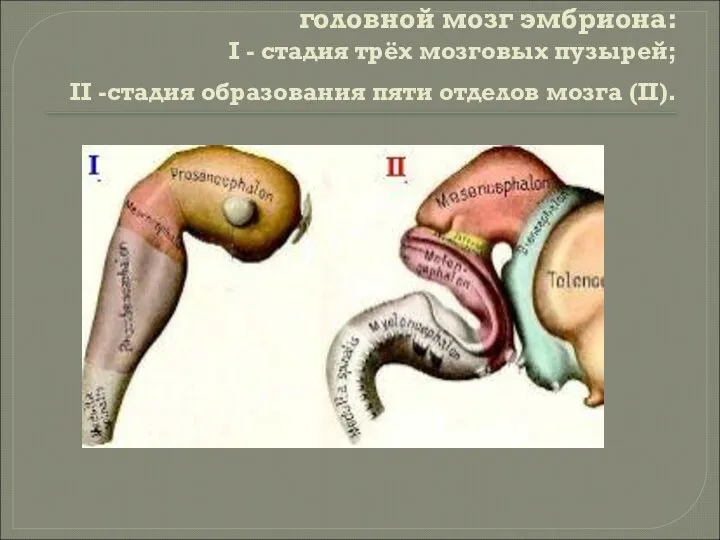 головной мозг эмбриона: I - стадия трёх мозговых пузырей; II -стадия образования пяти отделов мозга (II).