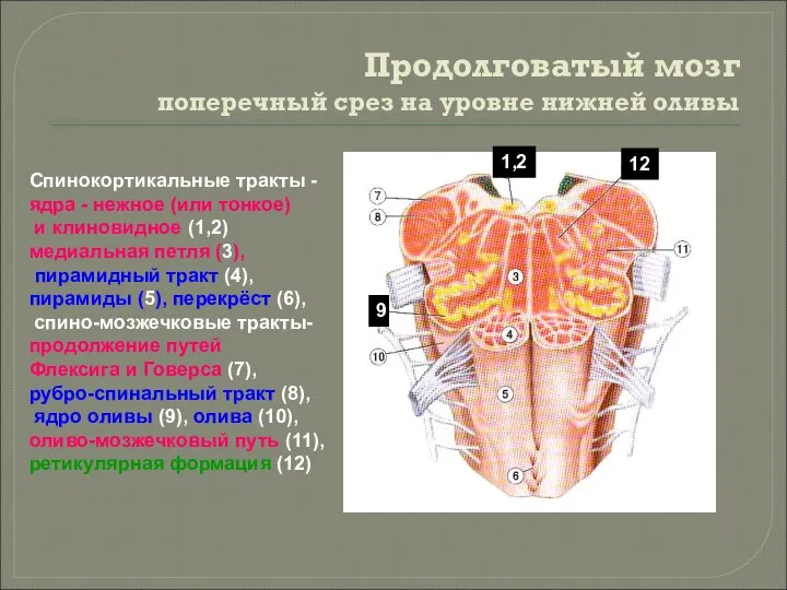 Продолговатый мозг поперечный срез на уровне нижней оливы Спинокортикальные тракты -